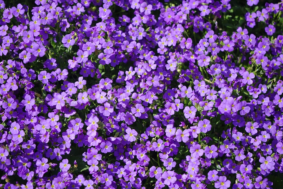 Aubrieta aubrietien cruciferous plant