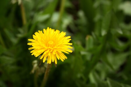 Spring flower weed