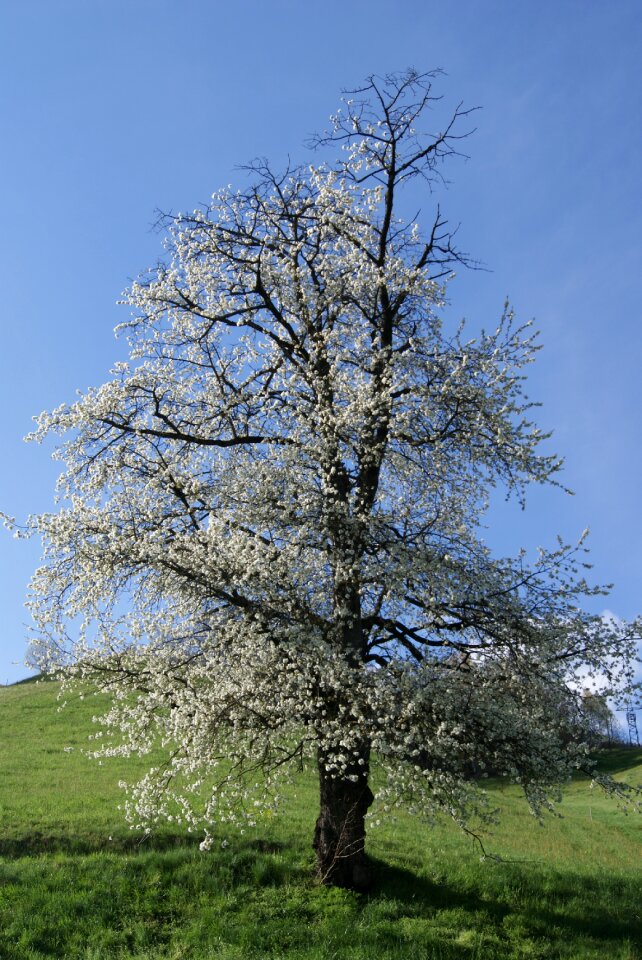 Cherry blossom nature spring