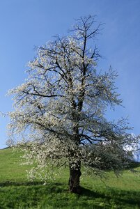 Cherry blossom nature spring