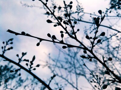 Trees nature garden