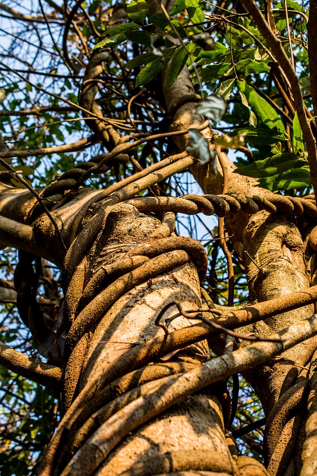 Bark climber plant liane