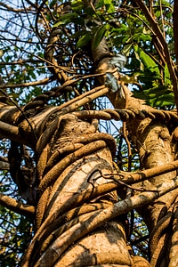 Bark climber plant liane