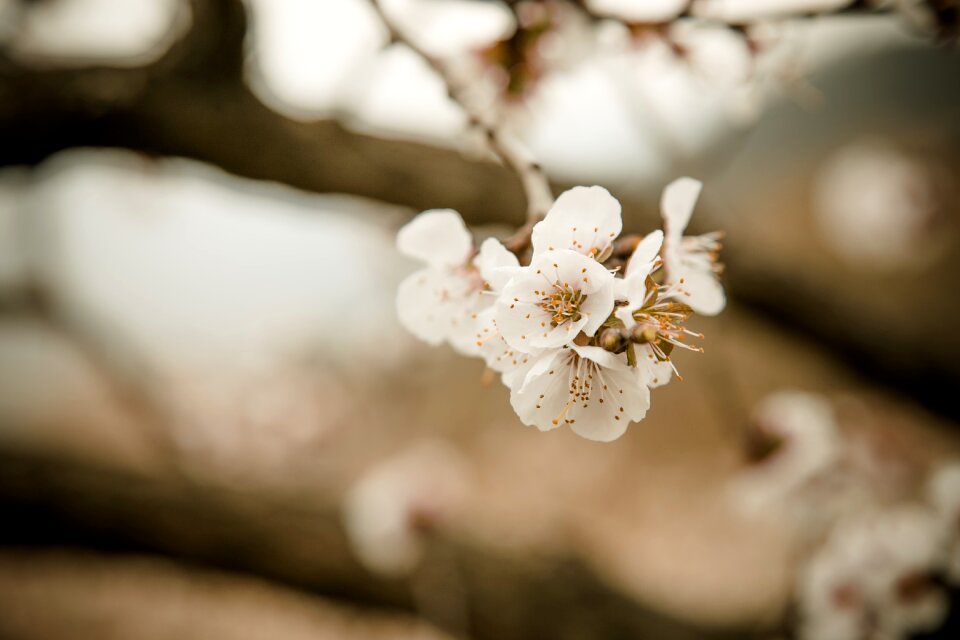 Cherry blossom spring natural
