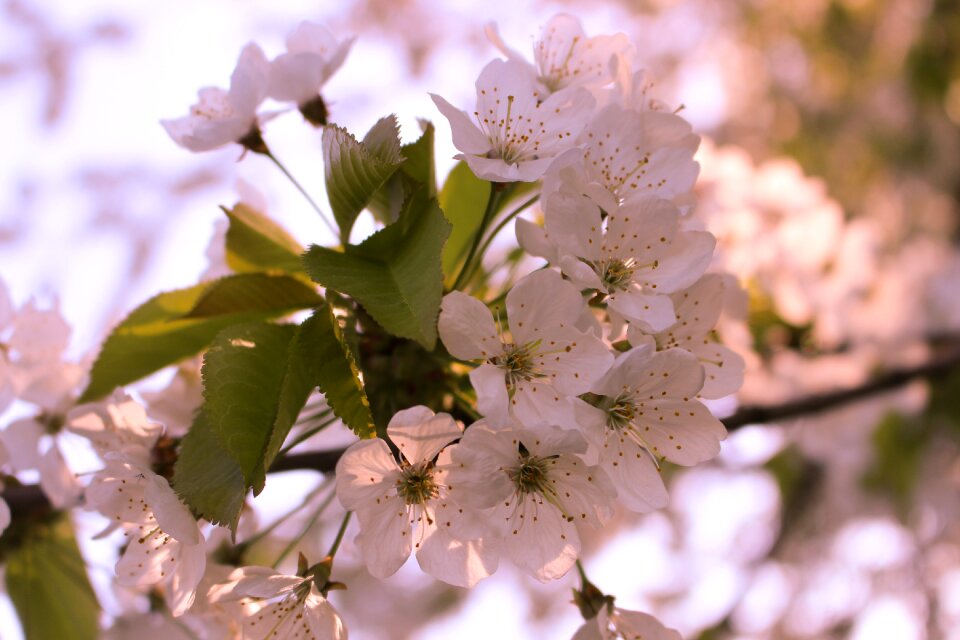 Flora nature spring flower photo