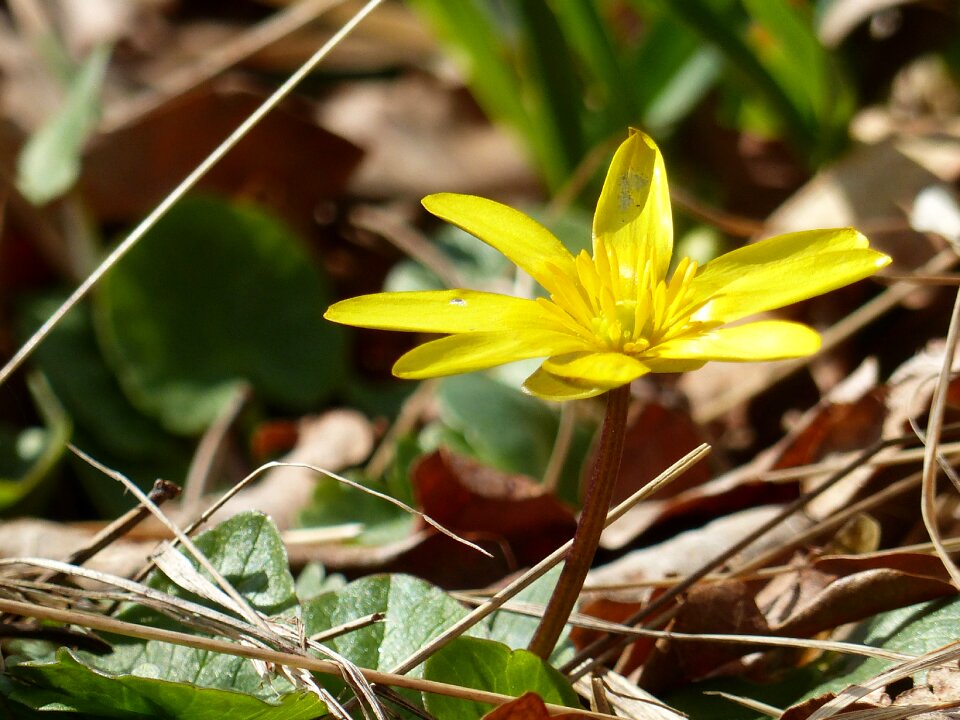 Spring garden nature