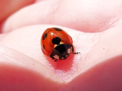 Hand coleoptera coccinelido