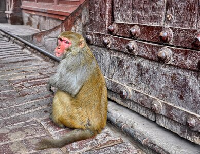 Gateway animals in the wild india