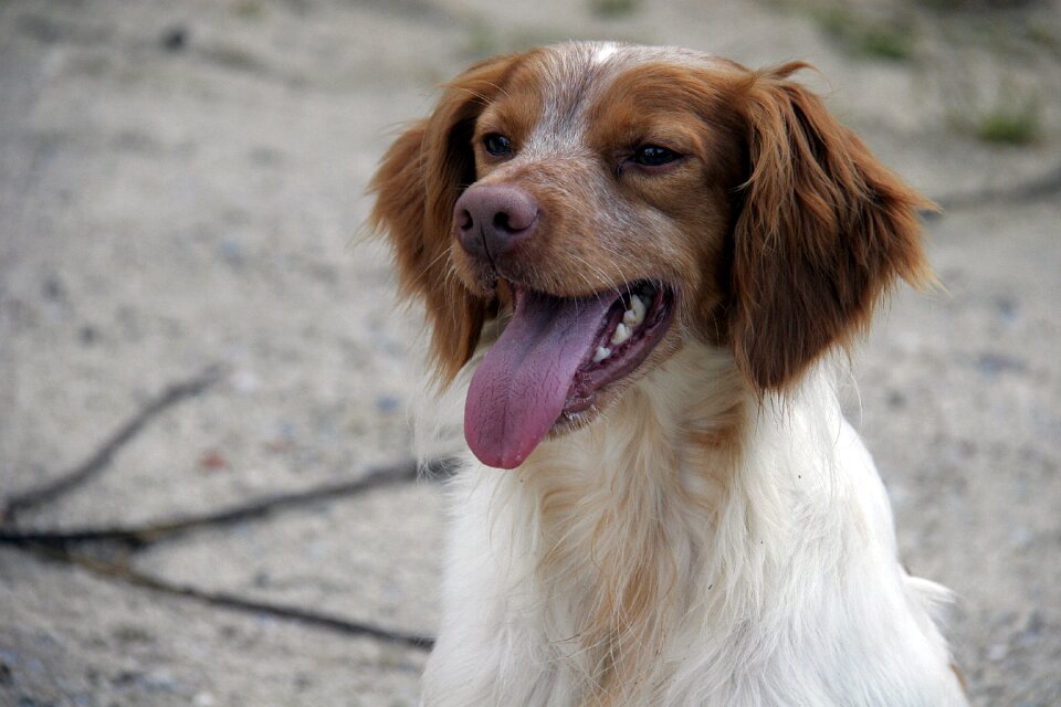 Hunting dog pet animals