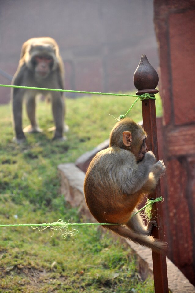 Animal animals in the wild india