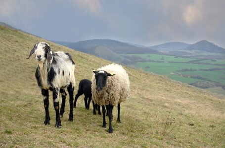 Pasture wave pet photo