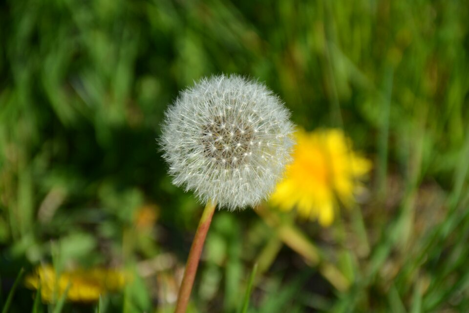 Nature spring springtime