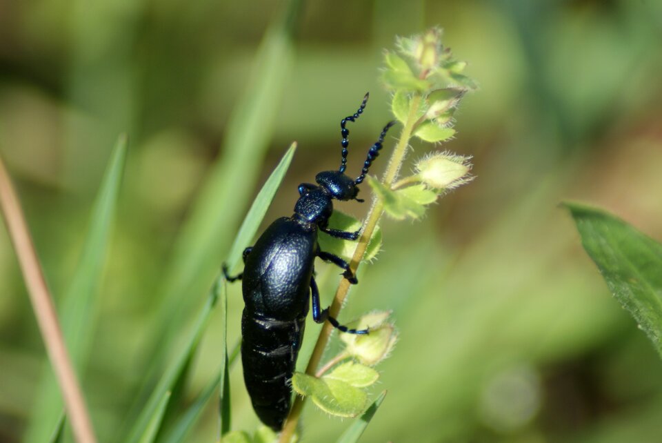 Macro nature meadow