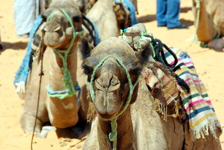 Mehari dromedary camel desert photo