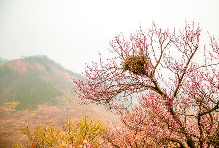 Peach blossom nest spring