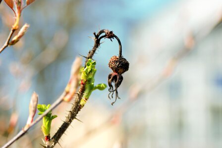 Plant wild rose leaf