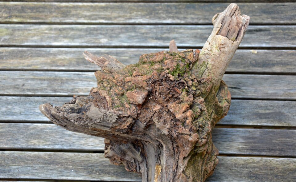 Flotsam driftwood nature