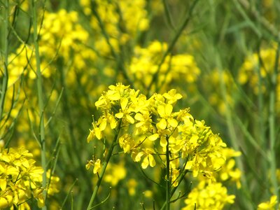 Rape blossoms huang spring flowers photo