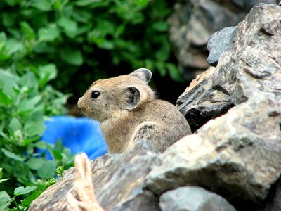 Pet mongolia word photo