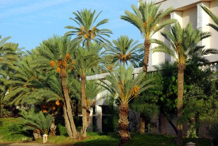 Palm trees dates vegetation photo