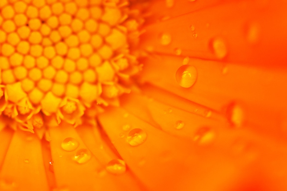 Bright daisy detail