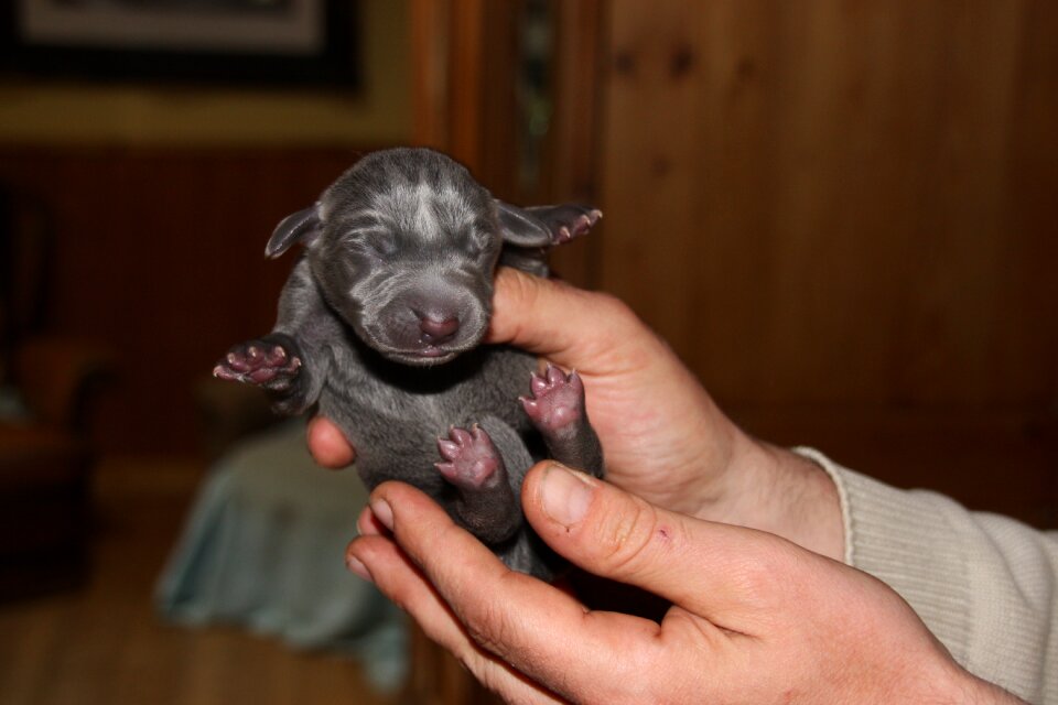 Puppy weimaraner 5-day