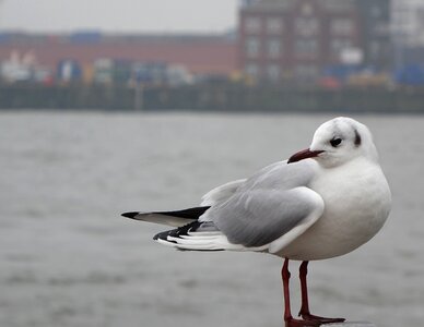 Seagull diva bird