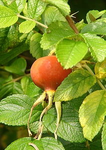 Plant nature fruits