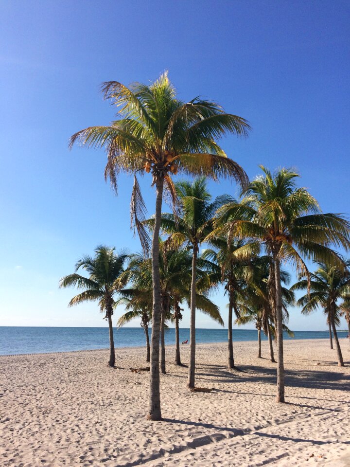 Holiday coconut tropical