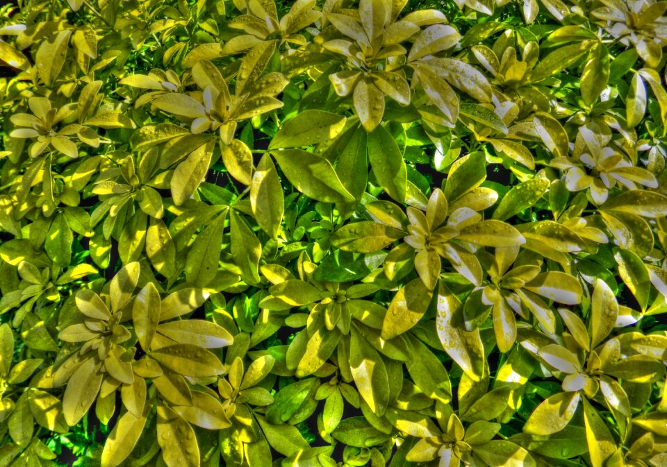 Rain wet foliage