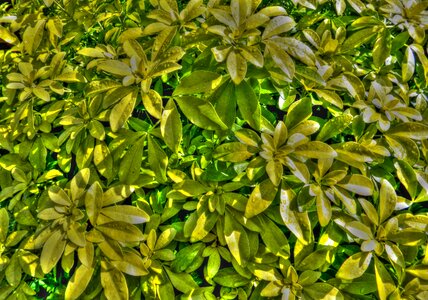 Rain wet foliage