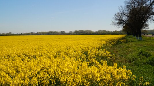 Meadow landscape land