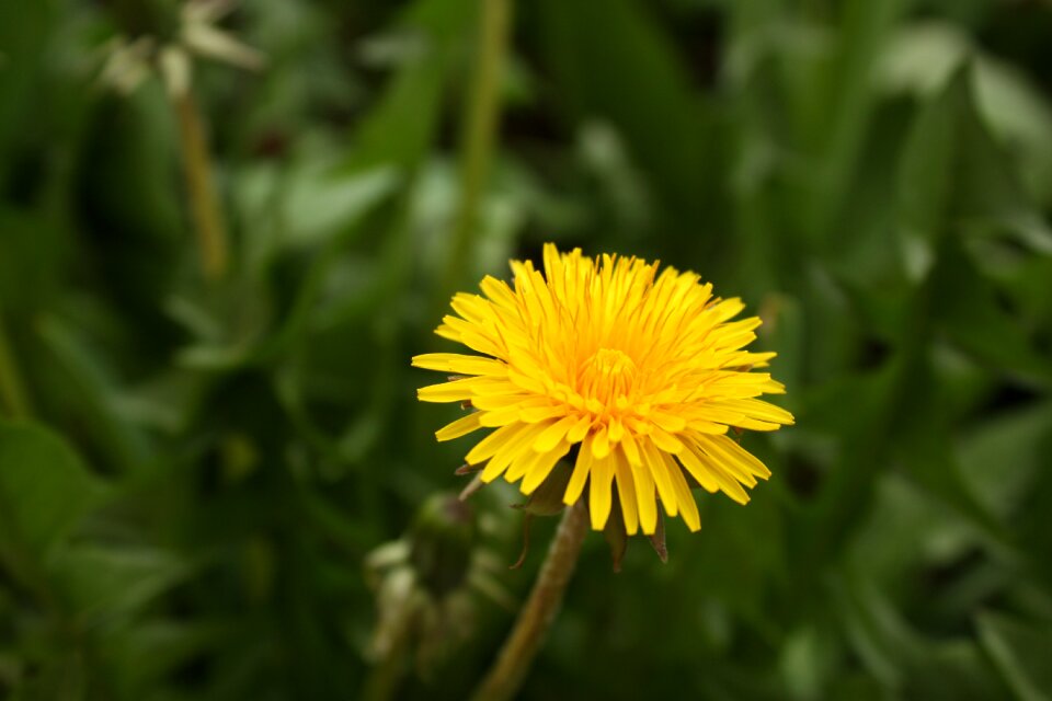 Vulgaris meadow lawn