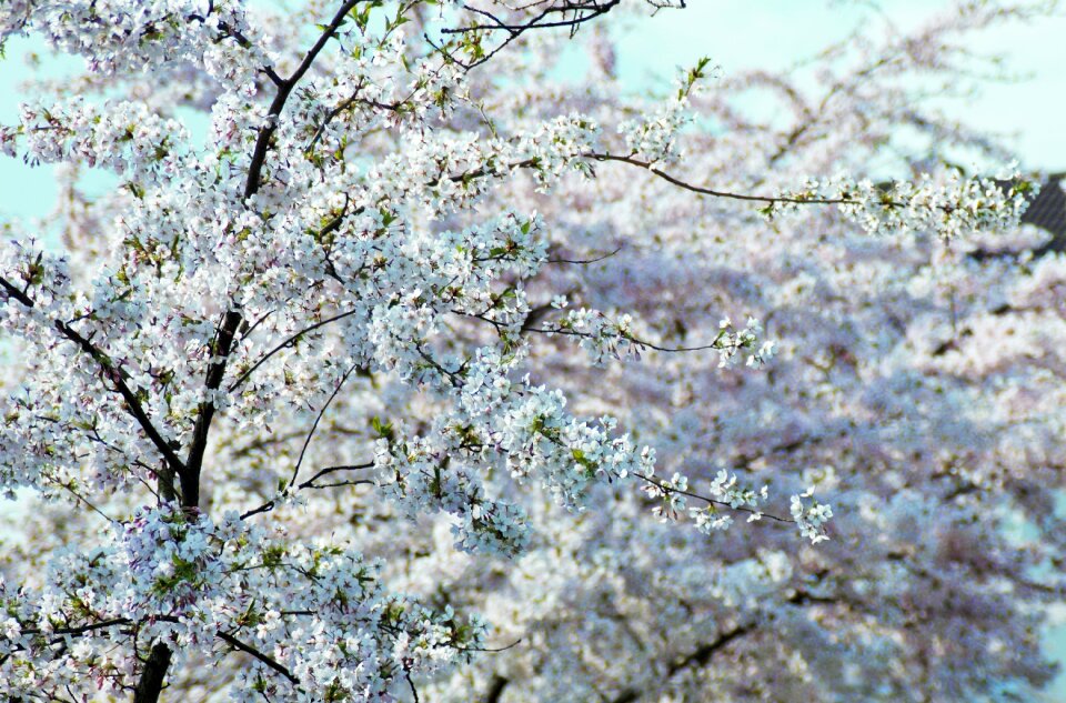 White blossom spring cherry blossom