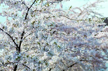 White blossom spring cherry blossom