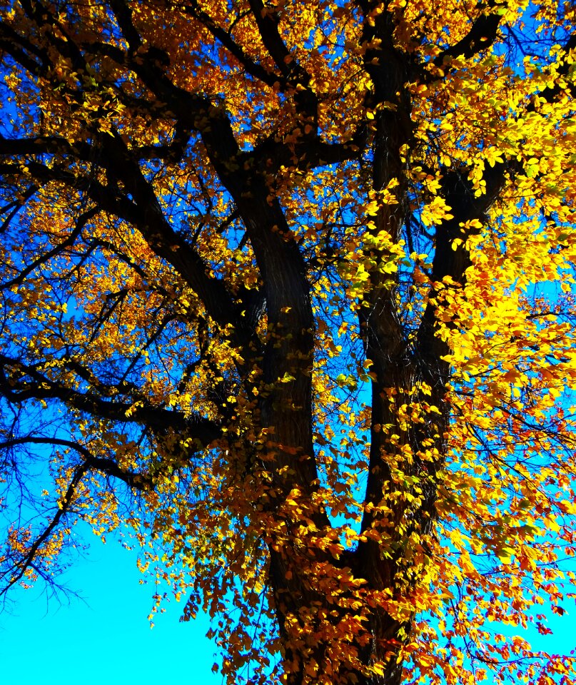 Autumn autumn leaves yellow