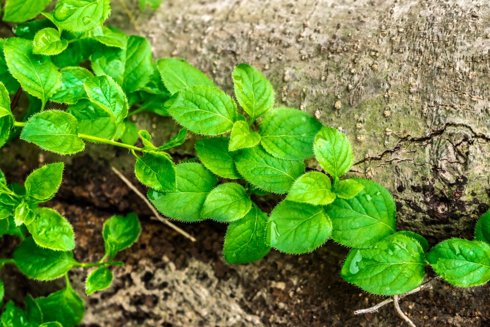 Green the leaves spring