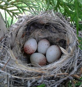 Branches wild european serin