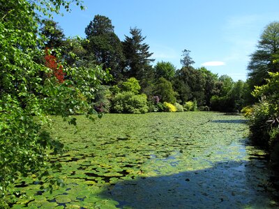 Green summer outdoor photo