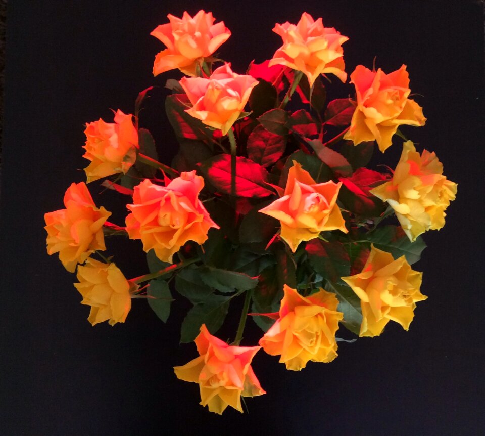 Rose blooms blossom bloom