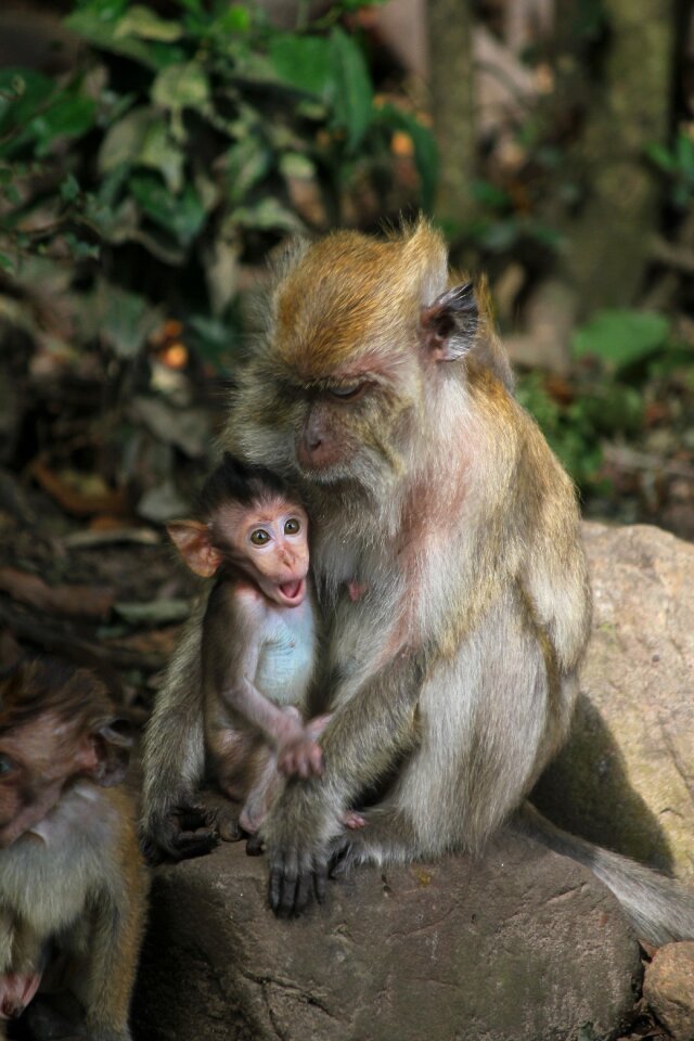 Baby monkey shocked
