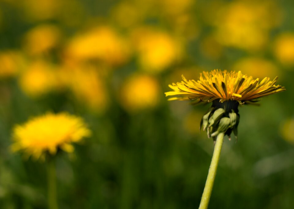 Plant meadow nature
