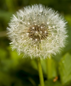 Bloom flower close up