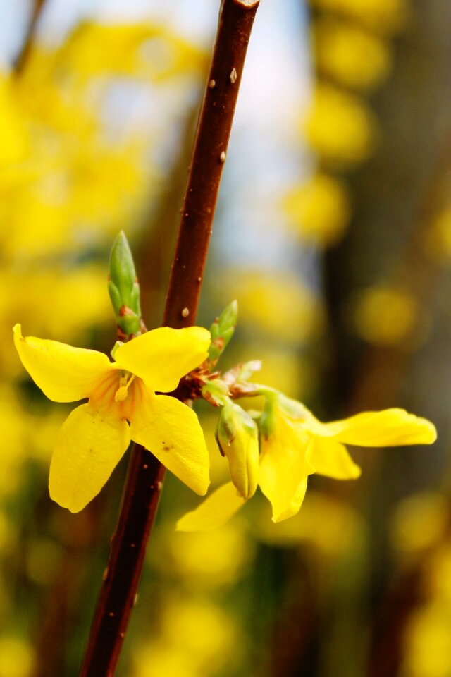 Stangeblueter forsythia hedge forsythia