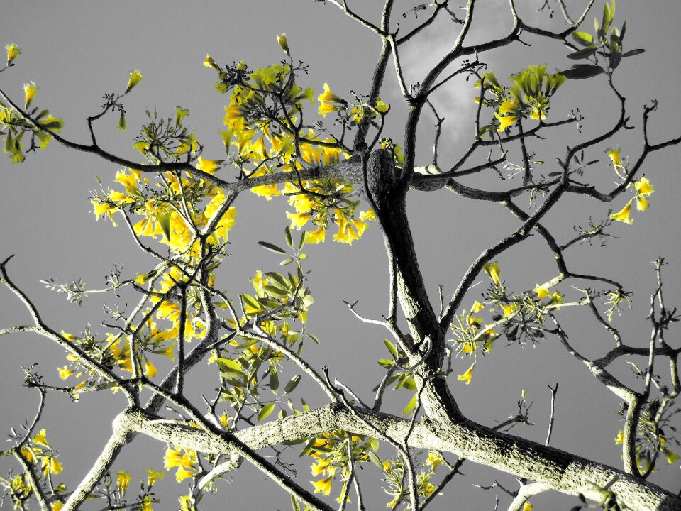 Plant branches spring