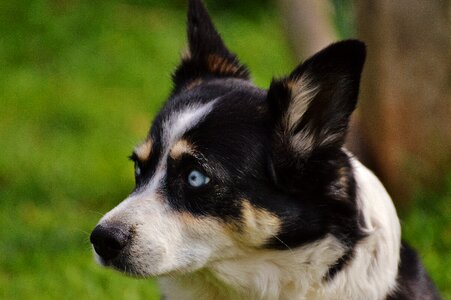 Pet black white photo