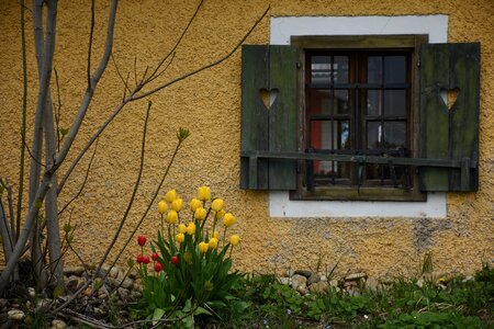 Flowers spring shutters