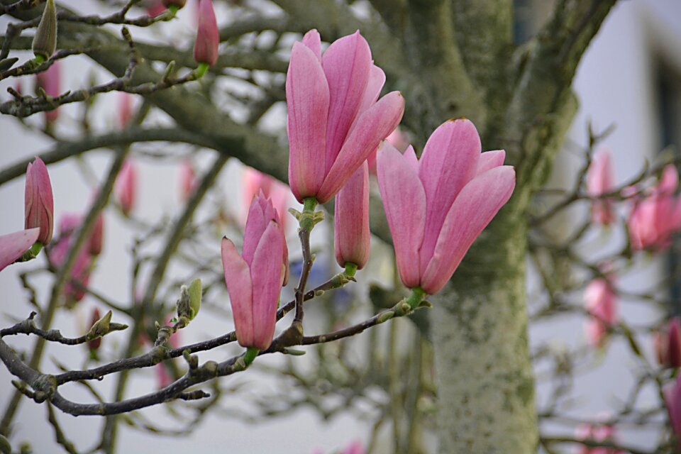 Spring flowers tree flowering