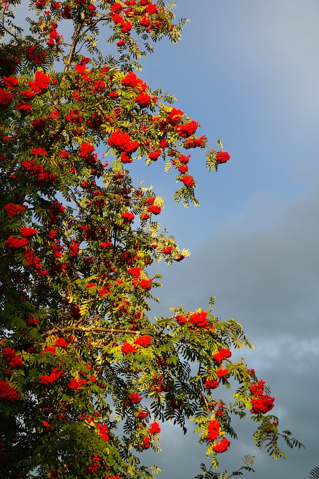 Red rowan sorbus aucuparia