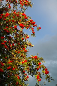 Red rowan sorbus aucuparia photo